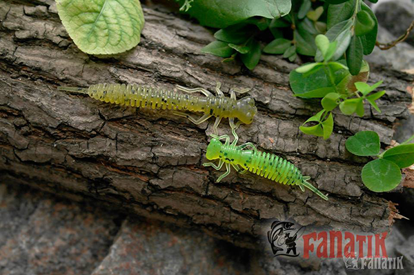 Larva