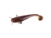Силиконовая приманка FishUp Catfish 3" - col.050 (Green Pumpkin Brown/Red & Purple), (8 шт.)