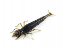 Силиконовая приманка FishUp Diving Bug 2" - col.043 (Watermelon Brown/Black), (8 шт.)